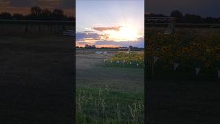 🌻 Sunflower festival 💛 Billings Montana [upl. by Arateehc291]