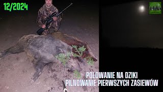 LEŚNE MYSZKOWANIE 122024 Polowanie na dziki Pilnowanie pierwszych zasiewów [upl. by Satsoc]