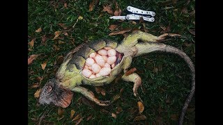 Catch and Cook Iguana Egg Omelettes Catching Breeding Iguanas in Florida [upl. by Behnken]