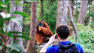 A HUGE orangutan interrupted our trek Sumatra Jungle Trek DAY 2 [upl. by Elvah]