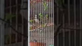 Owl Finch Male Singing And Dancing owlfinches finchs birds petbird OliPets [upl. by Jasun]