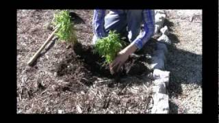 How to Plant Bamboo Video [upl. by Kalfas481]