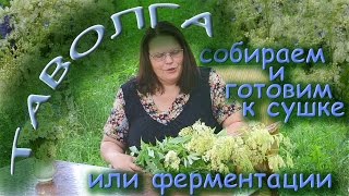 ТАВОЛГА собираем и готовим к сушке или ферментации [upl. by Meerek831]