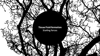 Tissue Fluid 1 Starling forces [upl. by Masry353]