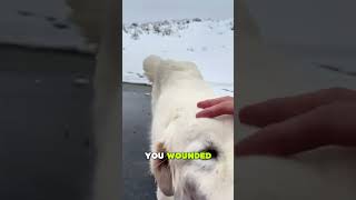 Is this Dog really Injured [upl. by Rhiana]