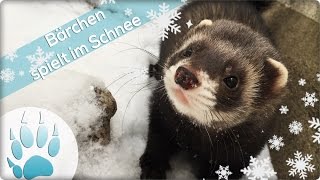 Frettchen spielt im Schnee  Ferret play in snow  Bärchen im Schnee  Sazus Fellnasen [upl. by Hose343]