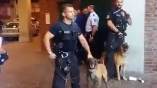 Belgische Schäferhunde beschützen Deutsche Polizei vor hier geborenen Libanesen [upl. by Yhtrod]