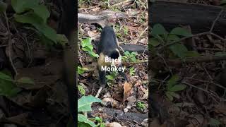 The black monkey on foresthd shortvideo [upl. by Hess991]