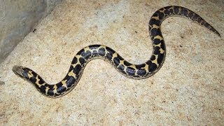 Kenyan Sand Boa Care [upl. by Clabo]