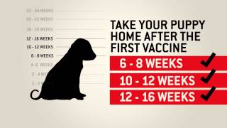 Understanding dog vaccinations  Purina [upl. by Nhguaval]