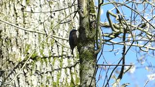 Nuthatch calling in the forest  Kleiber ruft im Wald [upl. by Ainorev792]