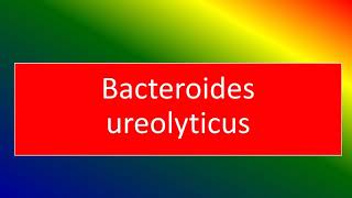 bacteroides ureolyticus [upl. by Ahsekan95]