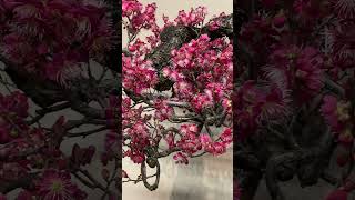 KOKUFU BONSAI EXHIBITION 2024 ・国風盆栽展2024 plantas bonsai flowers [upl. by Lupien]