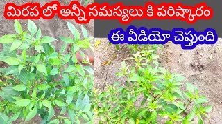 మిరపలో అన్నీసమస్యలుపరిస్కారంwiltthrips fungalinfectionsplantomycinnativomites whightfly [upl. by Roberta427]