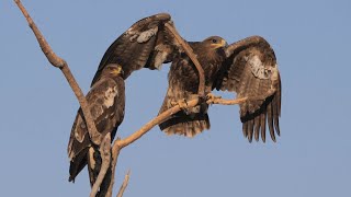 Steppe Eagles in India [upl. by Hedges]