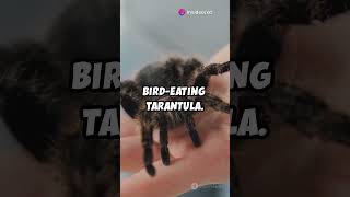 Top 5 scariest animals 😰 scary facts viralvideo animals funfacts ai [upl. by Enorej]