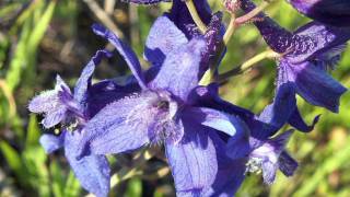 Gardening Tips  How to Grow Larkspur Consolida Ambigua [upl. by Ytak669]