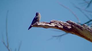 Dusky Woodswallow [upl. by Brecher]