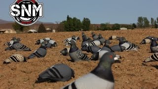 SNM Magnum Pro Pigeon Decoy [upl. by Bryner]