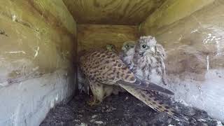 Kestrel chicks feeding time [upl. by Ativak618]