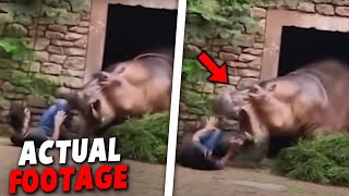 When Hippos Attack  3 Shocking True Stories [upl. by Ruford970]