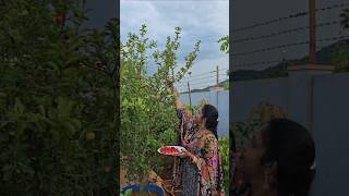 Barbados cherries harvesting cherry mygarden harvesting gardening shortvideo ytshorts shorts [upl. by Stralka]