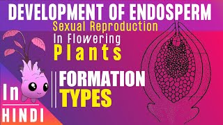 Endosperm ।। Endosperm development Types amp Function ।। BotanyTv [upl. by Yeltrab461]