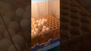 Incubadora para incubación de huevos de gallinas [upl. by Araht]