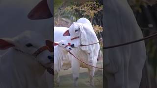 MASHALLAH COW AND COW BABY  BRAHMAN CATTLE FARM  S4SIDDIQUE shorts ytshorts trending viral [upl. by Etterrag]