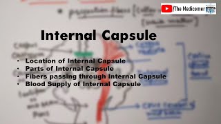 Internal Capsule  Anatomy [upl. by Hourigan]