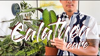 Calathea care [upl. by Neeham]