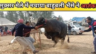 Muktsar Mela 2019 मुक्सर मेले में बाहुबली भैंसा हुआ बेकाबू [upl. by Alexei]