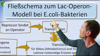 LacOperonModell der SubstratInduktion für LaktoseAbbau bei EcoliBakterien in einem Fließschema [upl. by Mar]