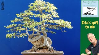 How to care for a Valuable Bonsai Chinese Elm [upl. by Harimas]