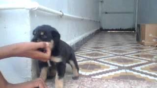 mon chien avendre algerie berger allemand [upl. by Ellissa]