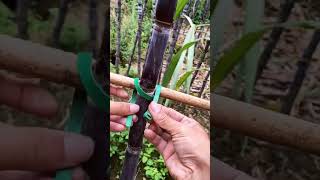 The process of fixing sugar cane with bamboo frame [upl. by Atikan]