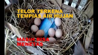 02 TELOR TERKENA TEMPIAS AIR HUJAN [upl. by Aicnerolf696]