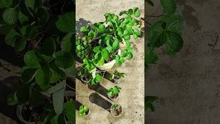 Easy Propagation of Strawberry 1 to 20 plants in 3 Months budgetgardening farming rooftopgarden [upl. by Rehsu]