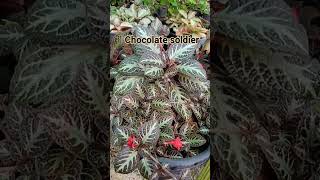 Episcia plant collection 3episcia plants garden tour [upl. by Vivi]