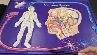 The Anatomy and Physiology of the Neurons and Neuroglia  Made Easy [upl. by Nameerf]