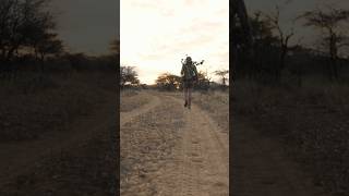 Hunting in Africa for the first time in 3 years… namibia africa hunting bowhunting [upl. by Cirle]