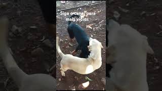 Bota esse som perto de seu pét e veja a reação dog viralvideo v dogcurious [upl. by Spillar316]