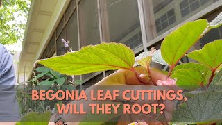 Rooting Begonias from Leaves from CUTTINGS to RESULTS [upl. by Thin997]