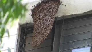 Giant honey bee or Apis dorsata nest in the Town Amravati [upl. by Alleynad]