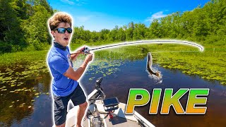 EPIC Backwater Fishing for NORTHERN PIKE Vicious Strikes [upl. by Kimbra]