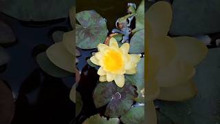 beautiful collection of water lily plant waterlilyplant homegardening gardening yellowwaterlily [upl. by Eberle]