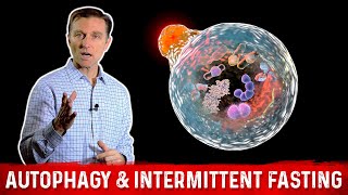 Autophagy amp Intermittent Fasting – Activate Garbage Recycling amp Cell Regeneration – Dr Berg [upl. by Akemak]