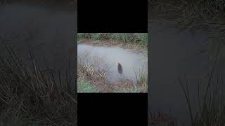 water vole paddle power endangeredspecies rarewildlife wildlifeuk [upl. by Atwater]