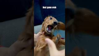 Aaargh 🐶 akamarutheminisausage dachshund puppy cute funny [upl. by Westbrooke]