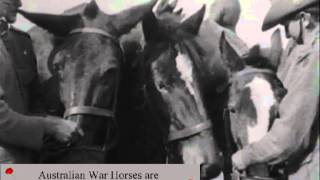 Real War Horse WWI Footage Australian AIF Review by Sir Douglas Haig 1917 [upl. by Aihsram]